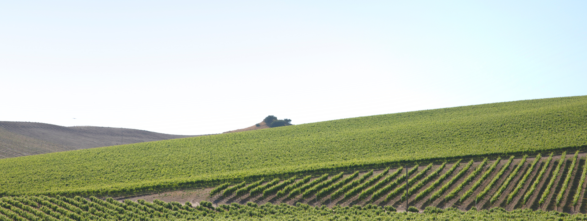California Central Coast vineyard view