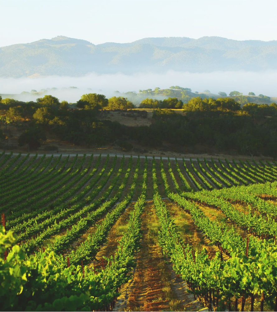 Rows of vines in a sunny vineyard with hills, a layer of fog, and larger hills in the background