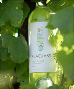 A bottle of Seaglass Pinot Grigio nestles among the leaves of a grapevine
