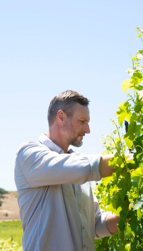 Viticulturist Matt Frank tends to a grapevine in the sun with a blue sky in the background