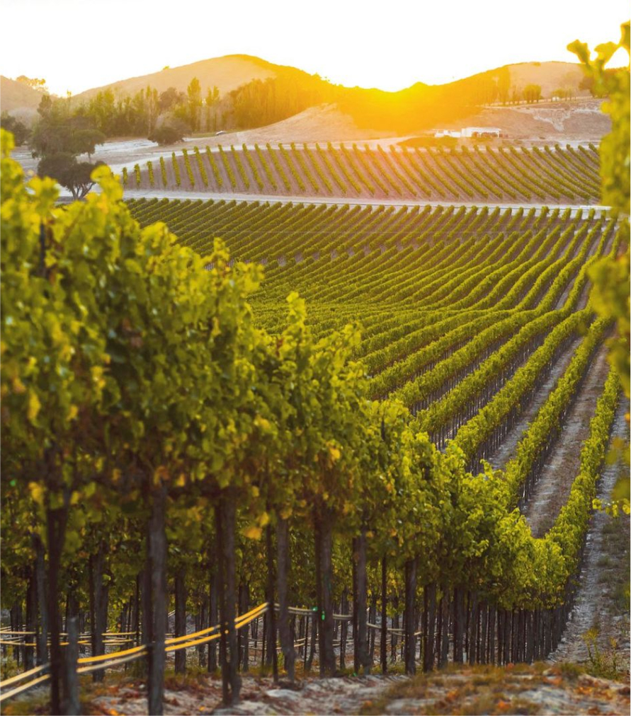 A low sun peaks above the hills behind rows of grapevines in a picturesque vineyard