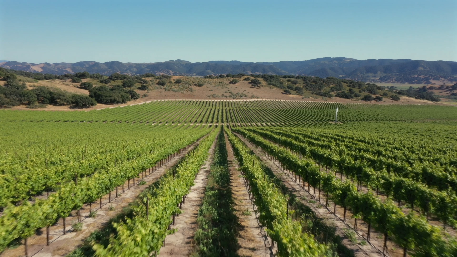 Parallel rows of vines, stretching towards low mountains in the background